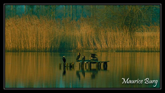 Le vol du cormoran