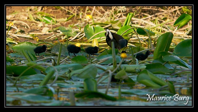 Gallinule poule-d'eau