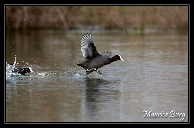 Foulques Macroules
