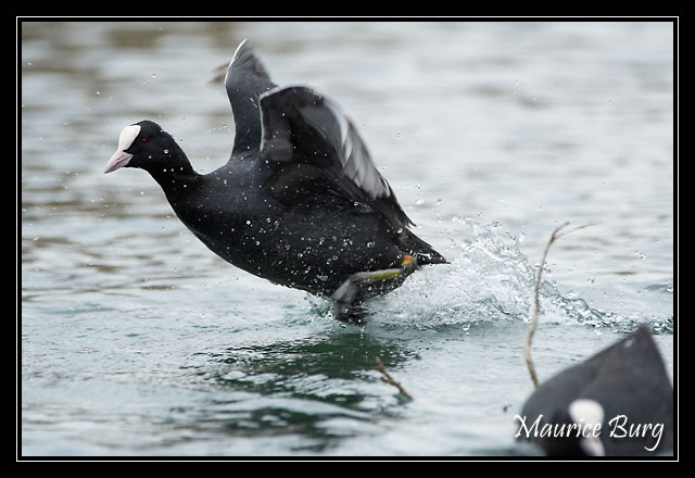 Foulques Macroules