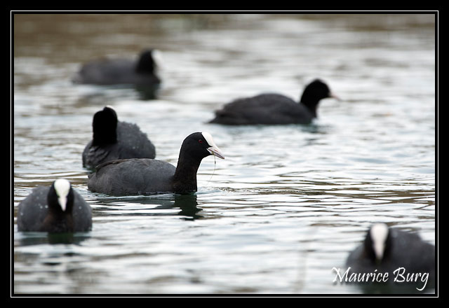 Foulques Macroules