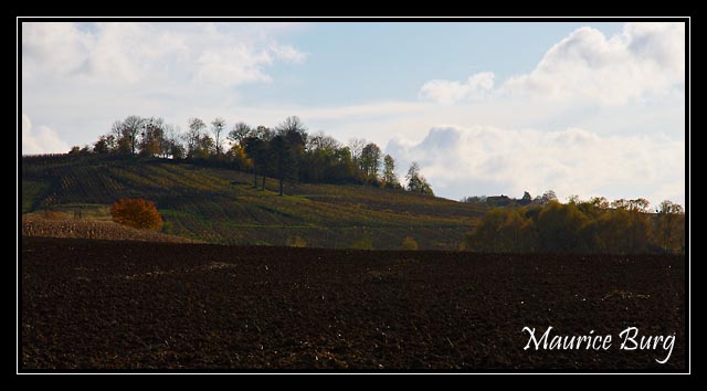 Arbois