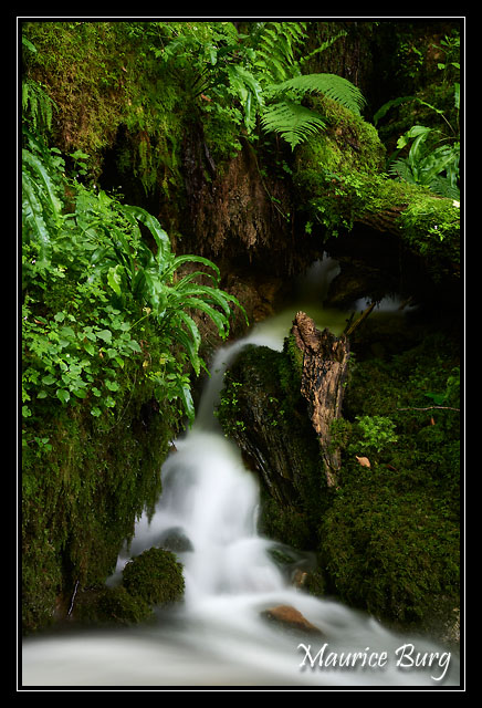 Forêt vierge?