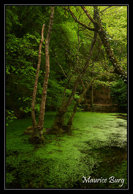 Source de la Foulatière