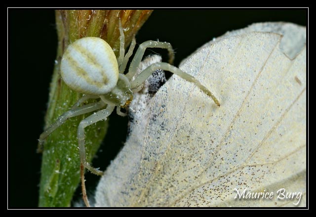 Araignée crabe ( Thomise)