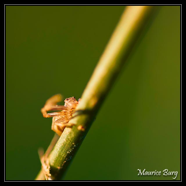 Thomise ou araignée crabe