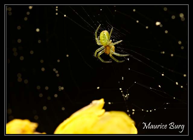 Araignée courge