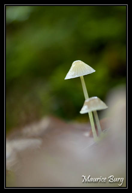 Duo