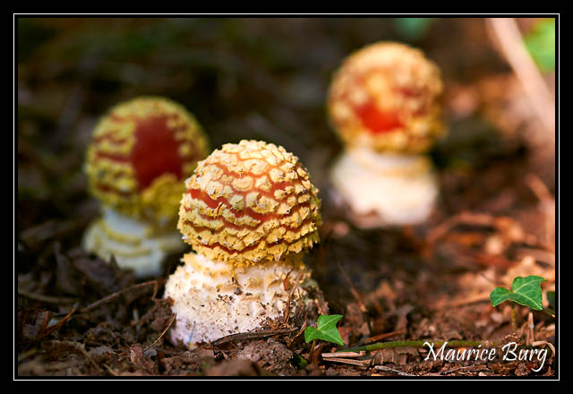 Amanites tue-mouches