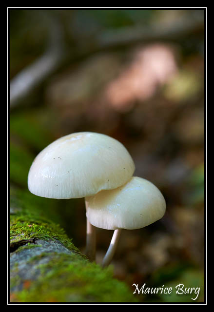 Mucidule visqueuse