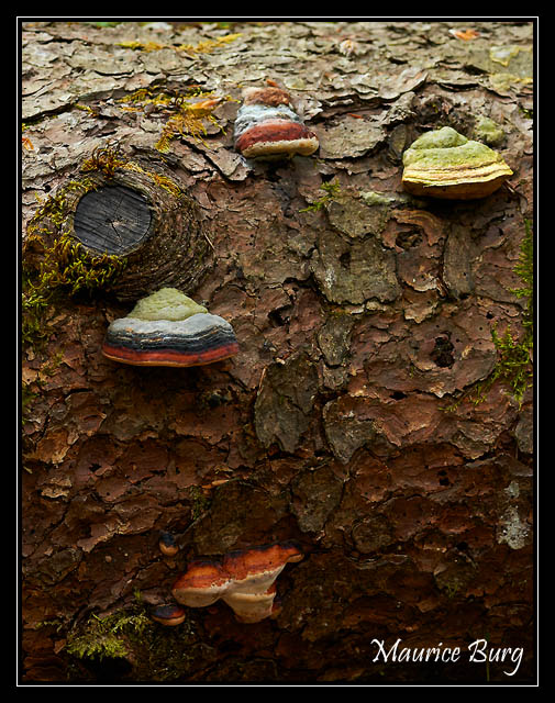 Polypores