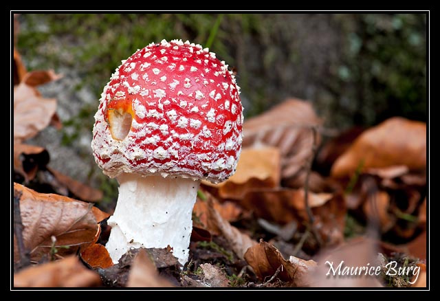 Amanite tue-mouches