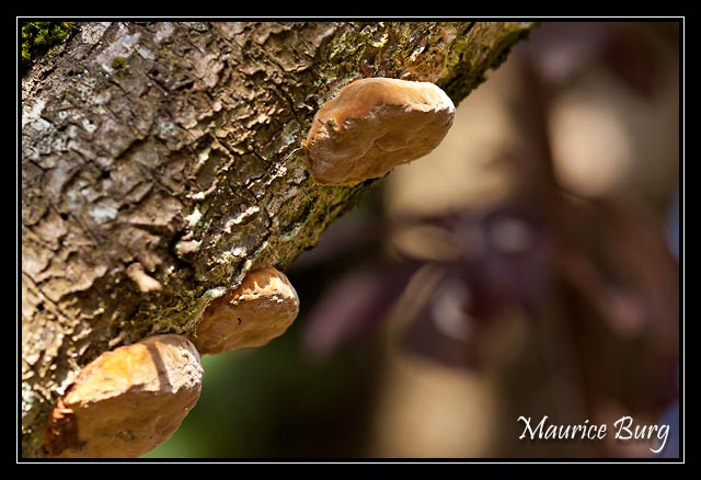 Champignons de bois