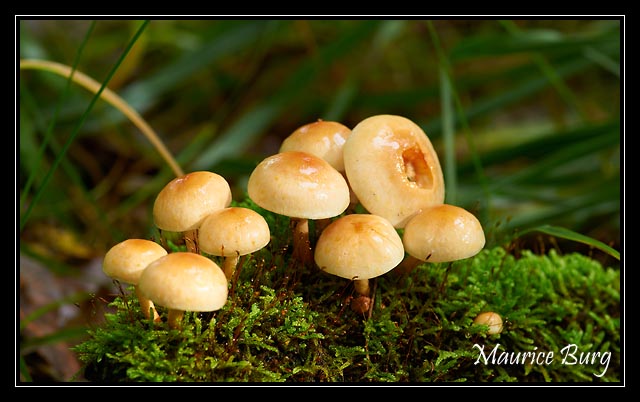 Hypholomes en touffe