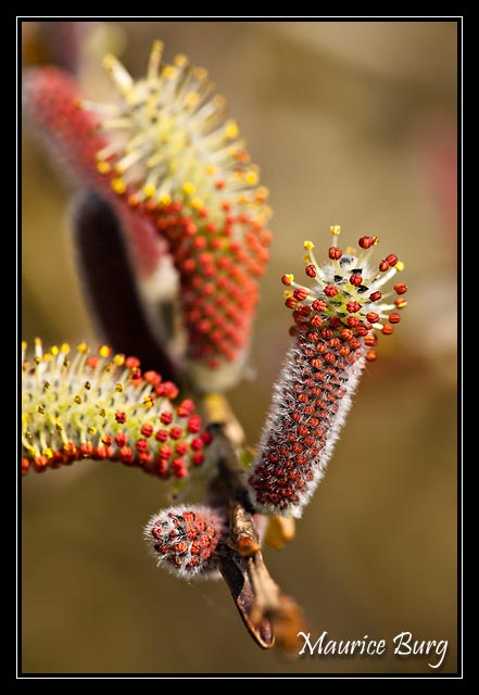 Osier rouge, inflorescence