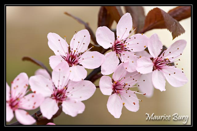 Fleurs de prunus