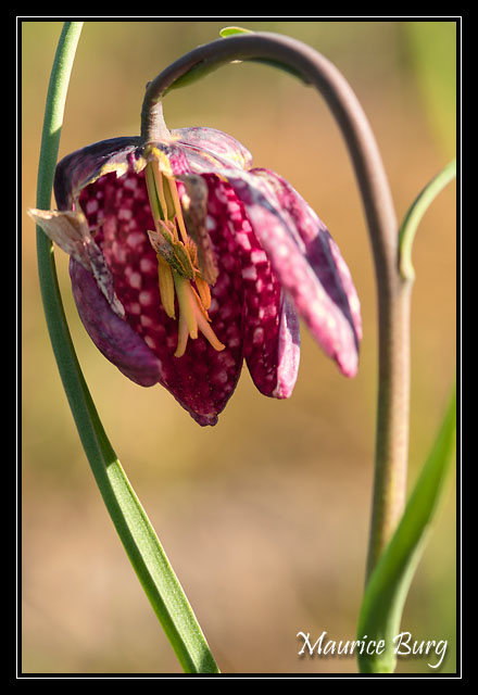Fritillaire pintade