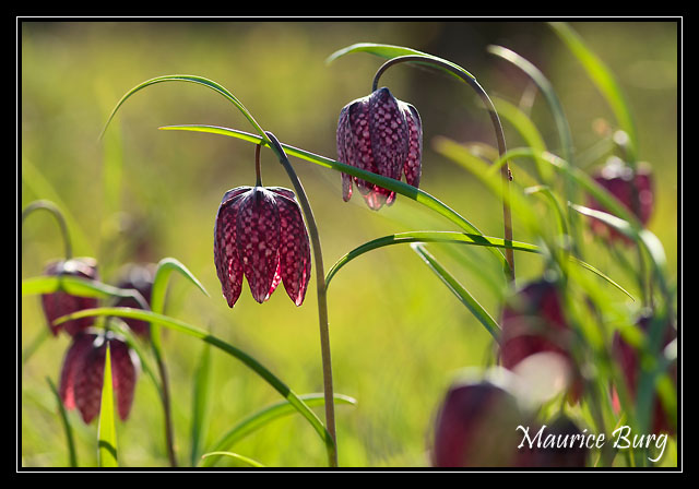 Fritillaires pintades