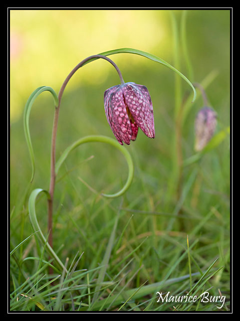 Fritillaires pintades