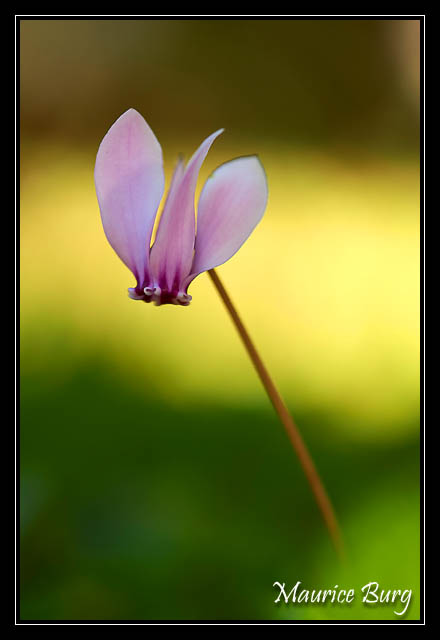 Cyclamen sauvage