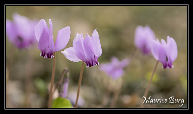 Cyclamens sauvages