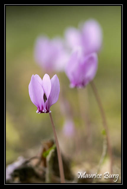Cyclamens sauvages