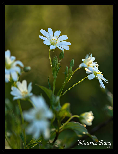 Stellaire holostée