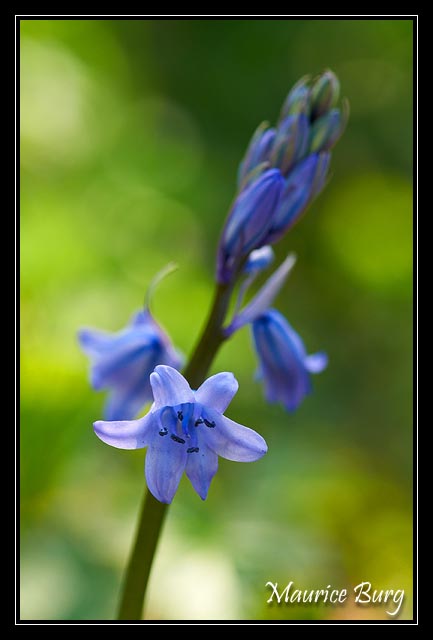 Jacinthe des bois