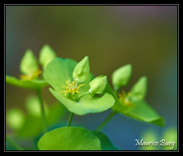 Euphorbe à feuilles d'amendier