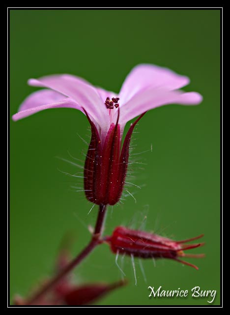 Herbe à Robert