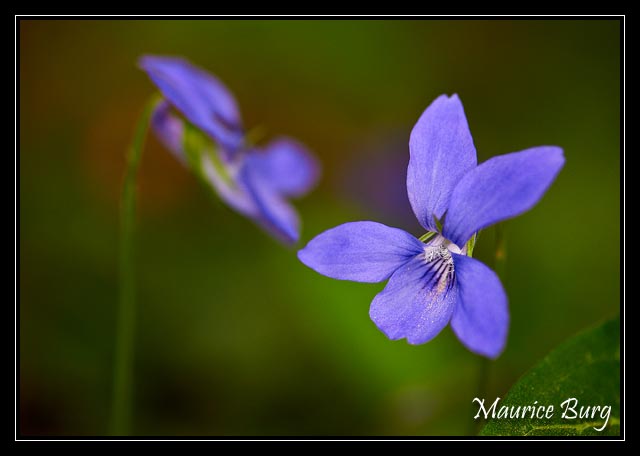 Violettes