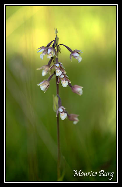 Epipactis des marais