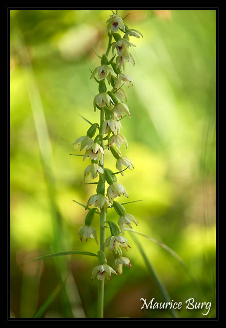 Epipactis de Müller