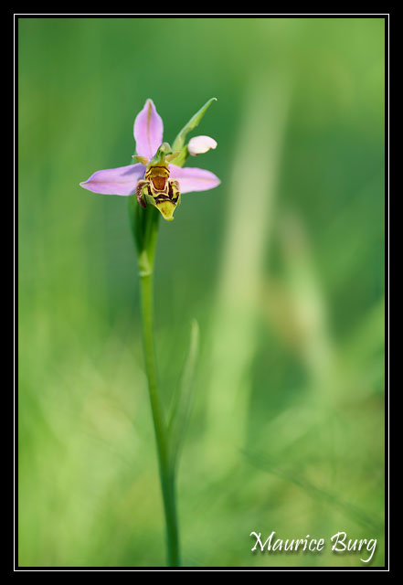 Ophrys abeille (var. curviflora)