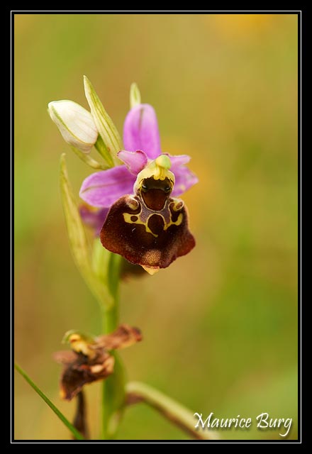 Ophrys bourdon