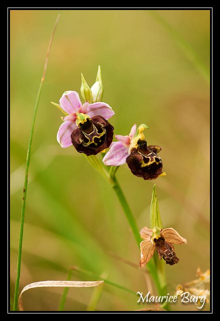 Ophrys bourdon