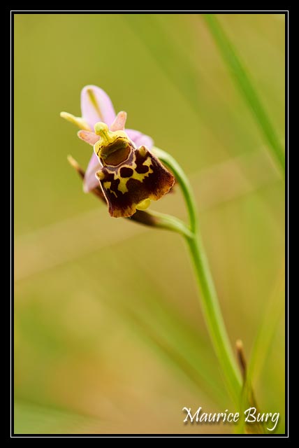 Ophrys bourdon