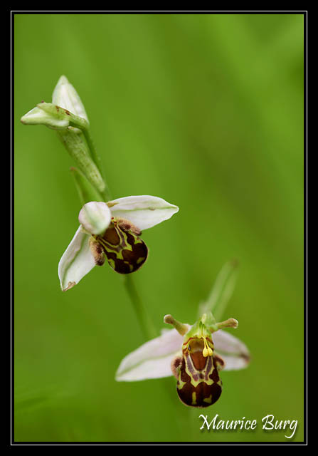 Ophris abeille