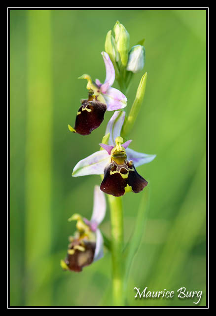 Ophrys bourdon