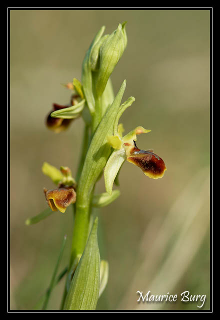 Ophris petite araignée
