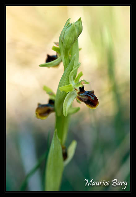 Ophris petite araignée 