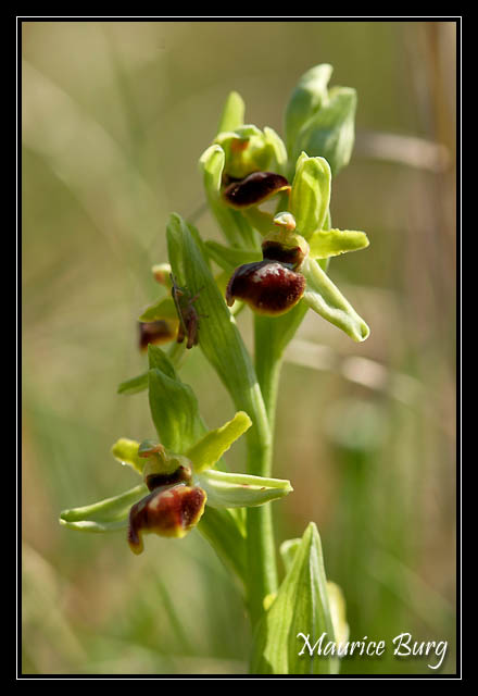 Ophris petite araignée et son invité