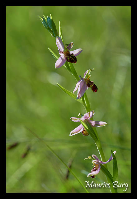 Ophrys abeille