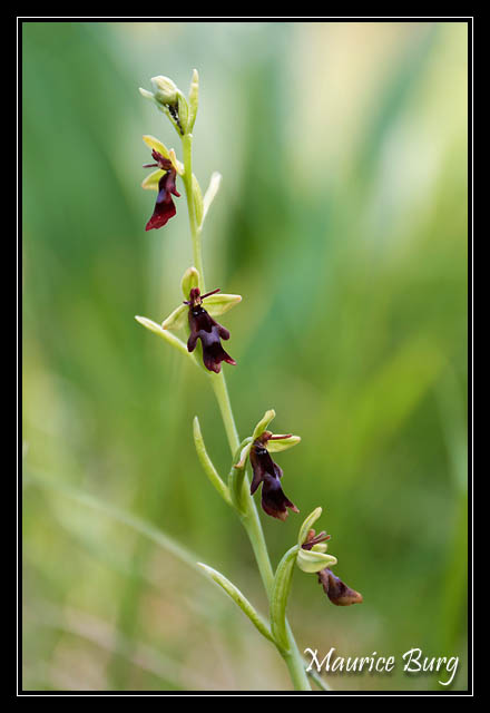 Ophris mouche