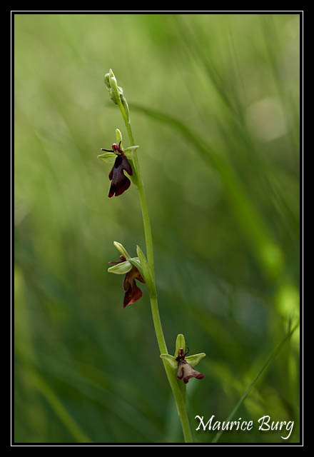 Ophris mouche