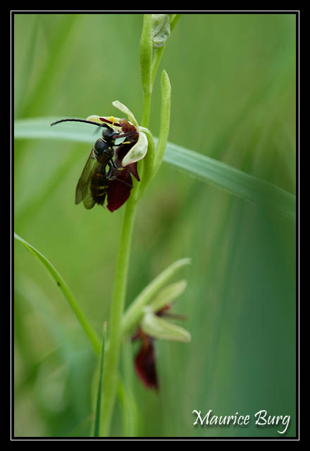 Ophris mouche