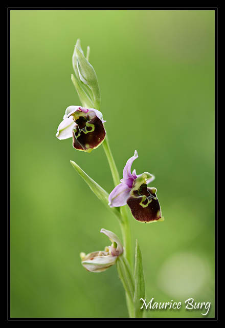 Ophrys bourdon