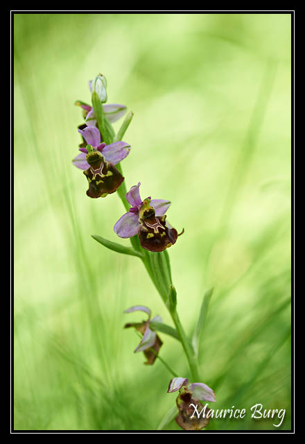 Ophrys bourdon