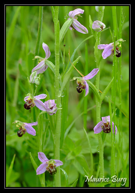 Ophrys abeille