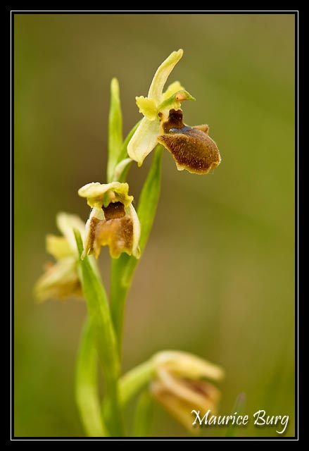 Ophrys araignée (litigieux)